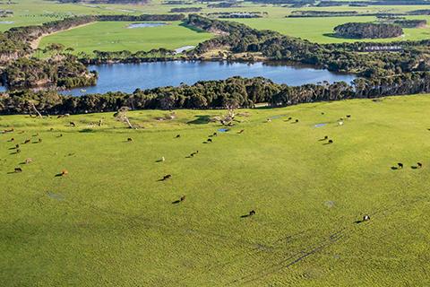 Aerial view of herd of cows grazing in large green field on King Island, Tasmania.