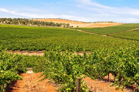 Photo of grapevines with hills and sky in background.  