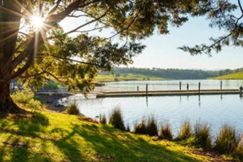 photograph of a tree on a grassy bank next to a lake, with a low sun filtering through the tree’s leaves.