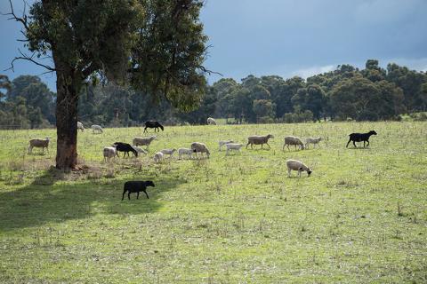 grazing sheep - Department of Agriculture, Water and the Environment