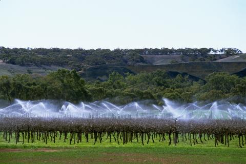 Irrigation over a vineyard in regional Australia