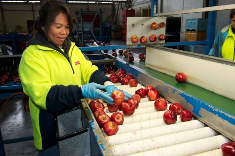 Production worker in high vis clothing and wearing light blue gloves sorting apples