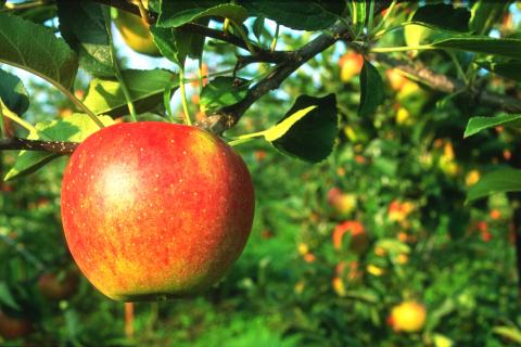 Apple on a tree