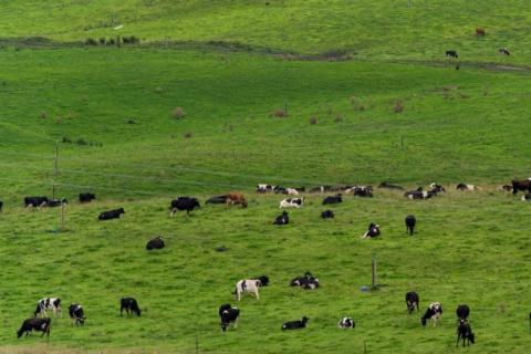 cows in the field