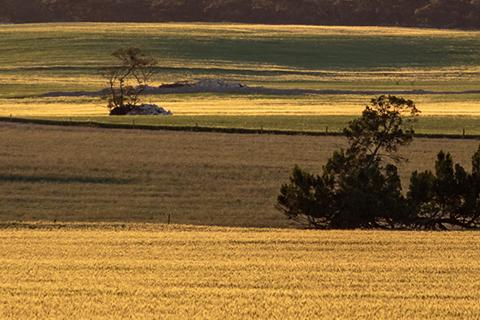 Landscape view of amber wheatfields at sunset with trees in centre and bushland in background..