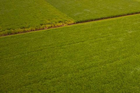 Aerial view of green field.