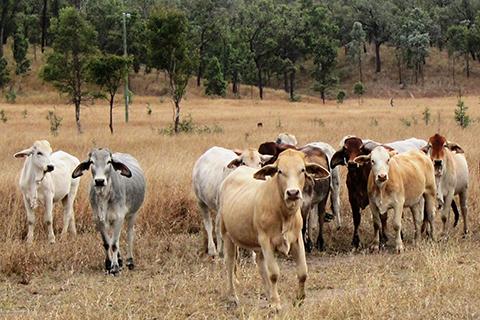 Cattle at Hughenden, Qld.