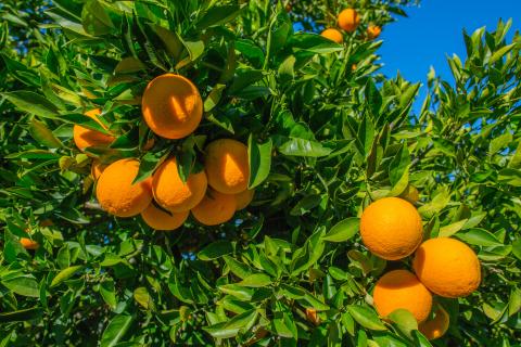 Oranges on a tree