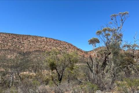 Scrubby vegetation and trees are in the foreground. The background shows the rocky, red coloured Flinders Ranges and a bright blue sky.