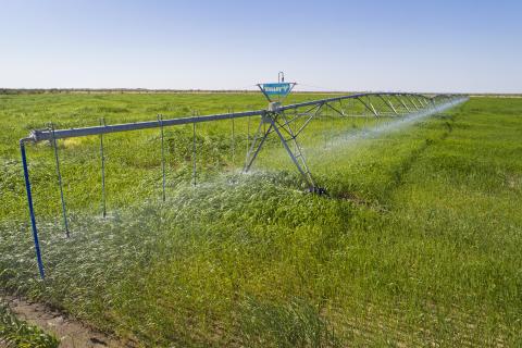 irrigation