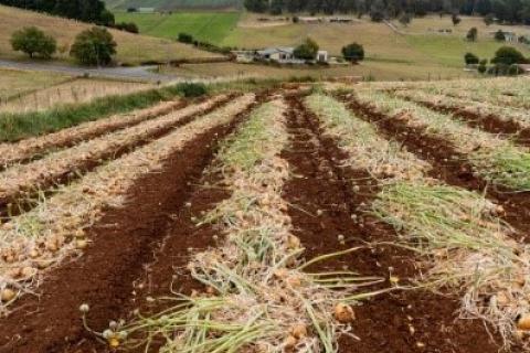 Wide shot of recently ploughed crop fields with farmhouse, more fields and mountains in the backdrop. Near Lake Leake, Tasmania Dam.