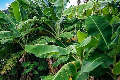 Banana palms, Lakeland Qld.