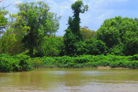 Landscape photo of the Adelaide River in the Northern Territory with over-grown green trees on the side.