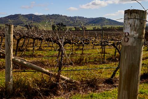 A close up of leafless winter crops of grapes in Mudgee with a hill and blue sky in the background.