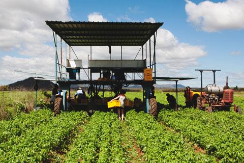 Image of workers and machinery harvesting basil in a green field near Mareeba, Queensland.