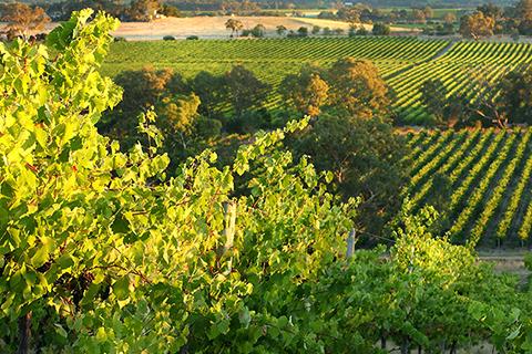 Vineyard in the foreground, with sweeping hills and some more vineyards in the background. Cloudy and blue sky. 