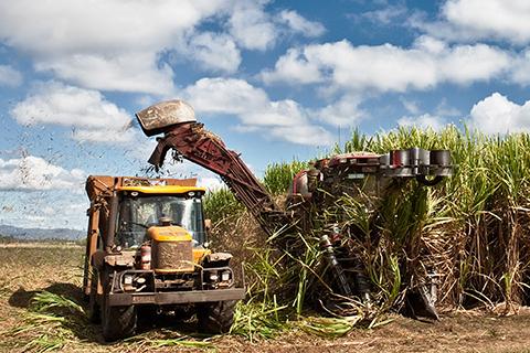 Harvesting crops.