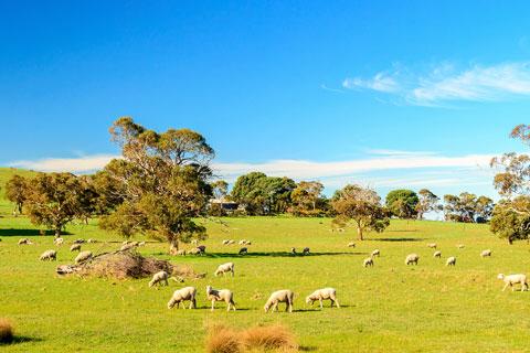 Sheep grazing in a green field