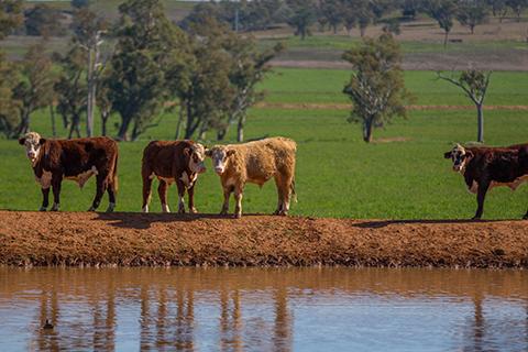 Cattle near Mole River.