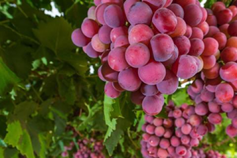 Grapes in a Barossa Valley vineyard.