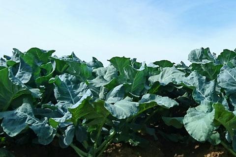 Broccoli plant up close with blue sky above.