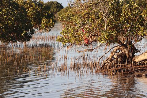 Mangrove swamp.