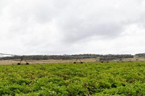 Green crop in foreground with irrigation equipment behind.