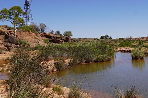 A (water) spring in remote South Australia, with a windmill in the background.