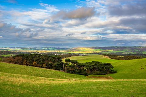 Green farmlands in the Adelaide Hills.