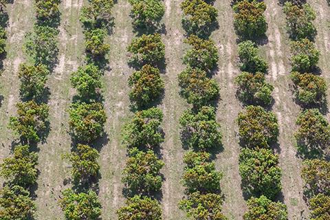 Aerial view of mango orchard in Darwin with small trees spaced evenly across a field.
