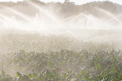 Crop sprayers watering green crops with tall trees and a grey sky in the background.