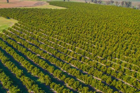 arial view of orchard rows - Department of Agriculture, Water and the Environment