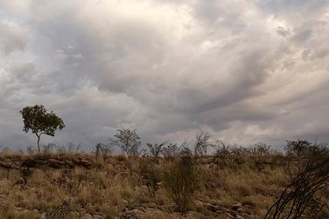 Desolate scrubland scene, overcast.