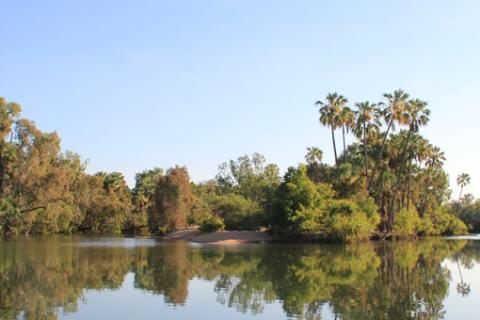 Roper River in the Northern Territory, surrounded by trees.
