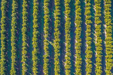 Aerial view of crop rows.