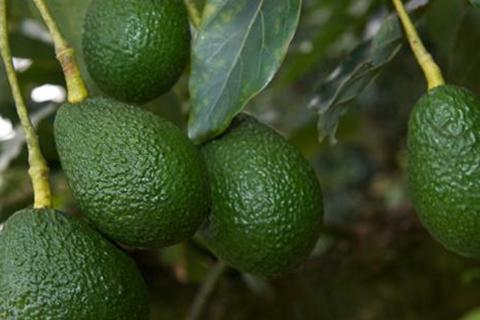 Avocados on a tree in regional Australia.