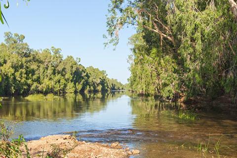 River flanked by trees