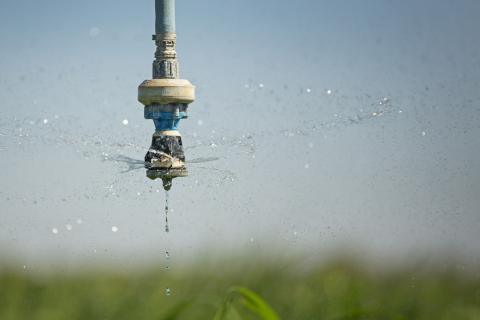 a close up of an overhead sprinkler in use above a crop. Image courtesy of Nathan Dyer