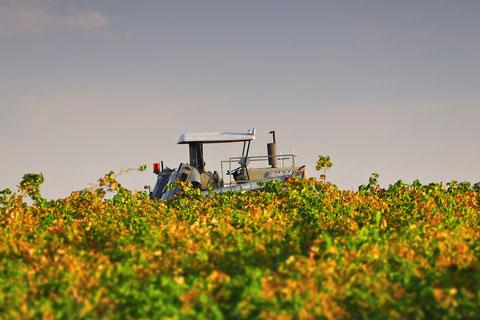 A tractor in a sultana vine crop.