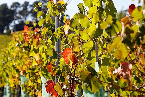 Close up of vines in a vineyard in the Tamar Valley region of Tasmania. The area is renown for its wine production due to the high quality of the soil.