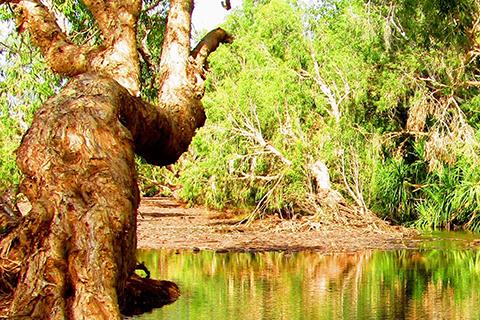 Victoria River in the Northern Territory surrounded by trees.
