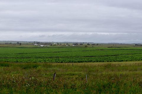 A green field with a grey, cloudy sky above.