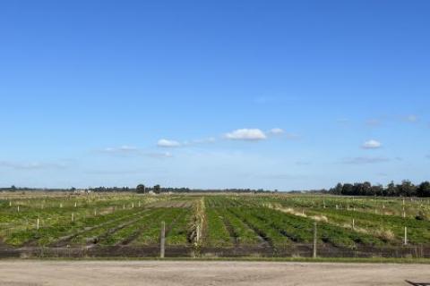 Street view of agricultural land in Victoria. 