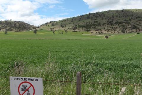 Green agricultural crop, hills in the distance. Sign on fence states recycled water used for irrigation